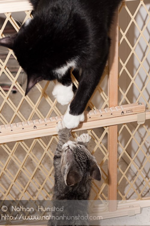 ???? and ???? fighting over the gate